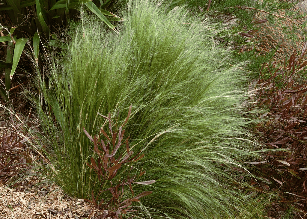 Mexican Feathergrass - Native Gardeners