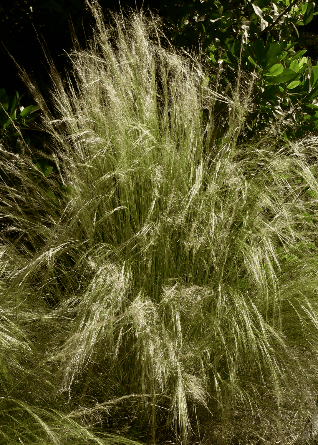 Mexican Feathergrass - Native Gardeners