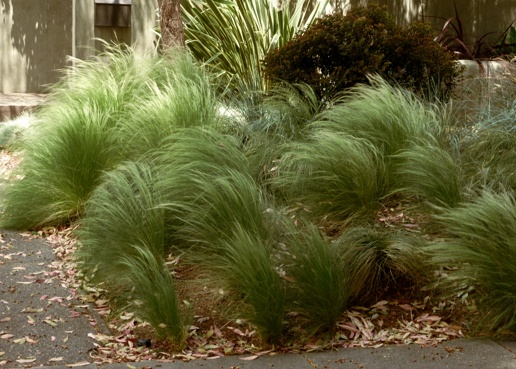 Mexican Feathergrass