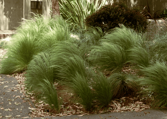 Mexican Feathergrass - Native Gardeners