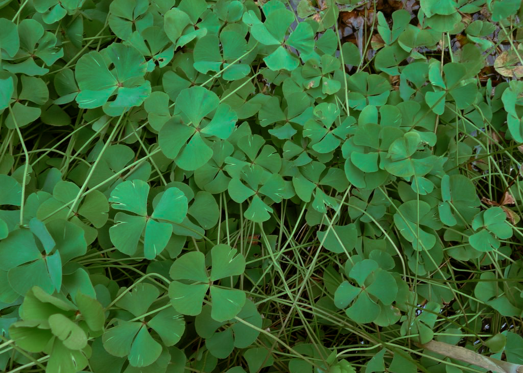 Clover Fern