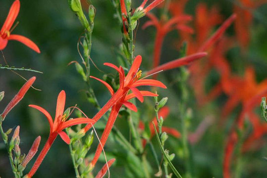 Flame Acanthus - Native Gardeners