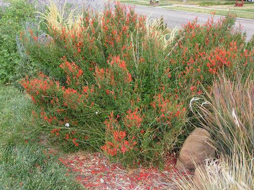 Flame Acanthus - Native Gardeners