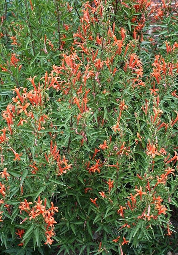 Flame Acanthus - Native Gardeners