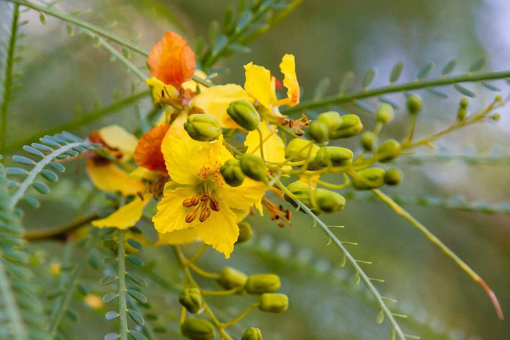 Retama 'Single Trunk’ – Native Gardeners