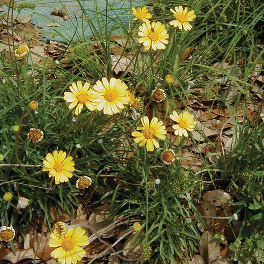 Four Nerve Daisy - Native Gardeners