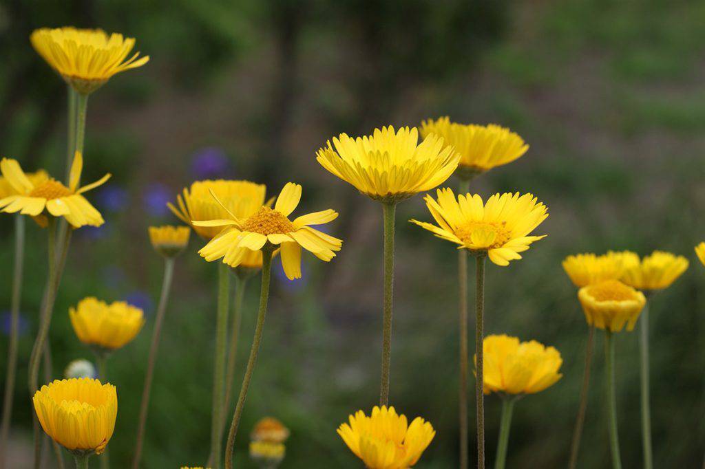 Four Nerve Daisy - Native Gardeners