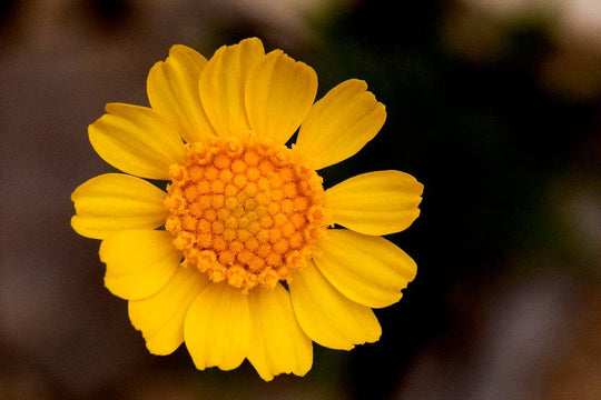 Four Nerve Daisy - Native Gardeners