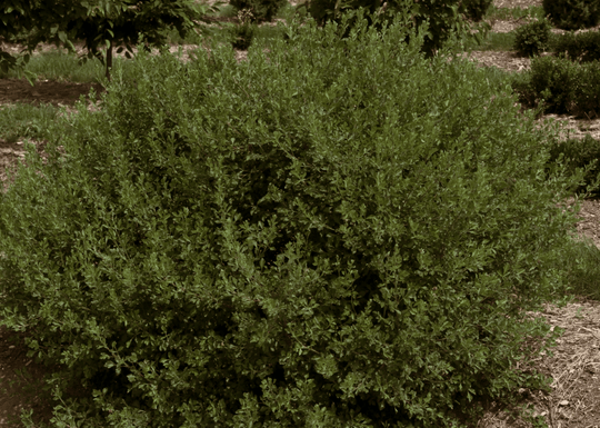 Fragrant Sumac - Native Gardeners