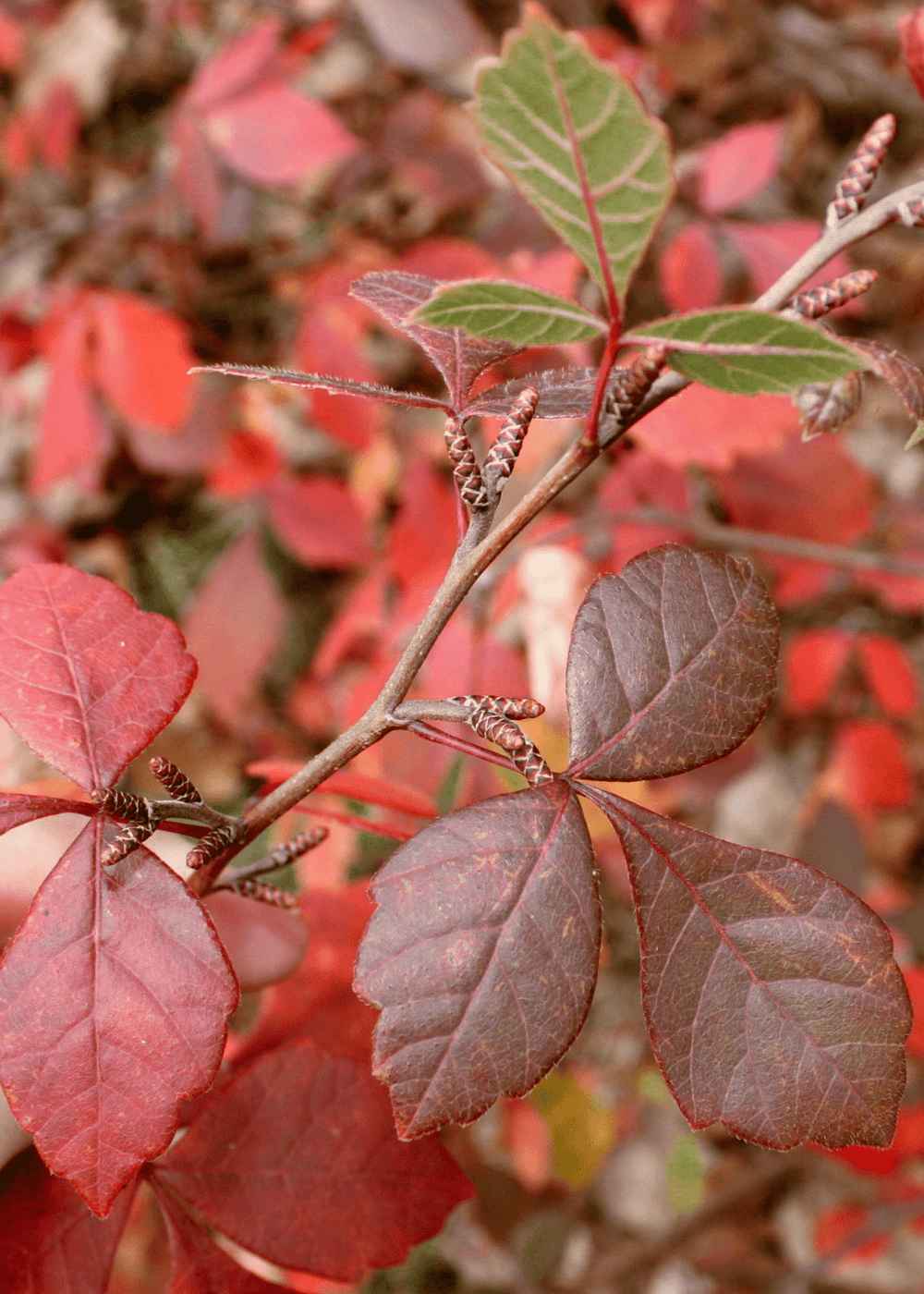 Fragrant Sumac - Native Gardeners