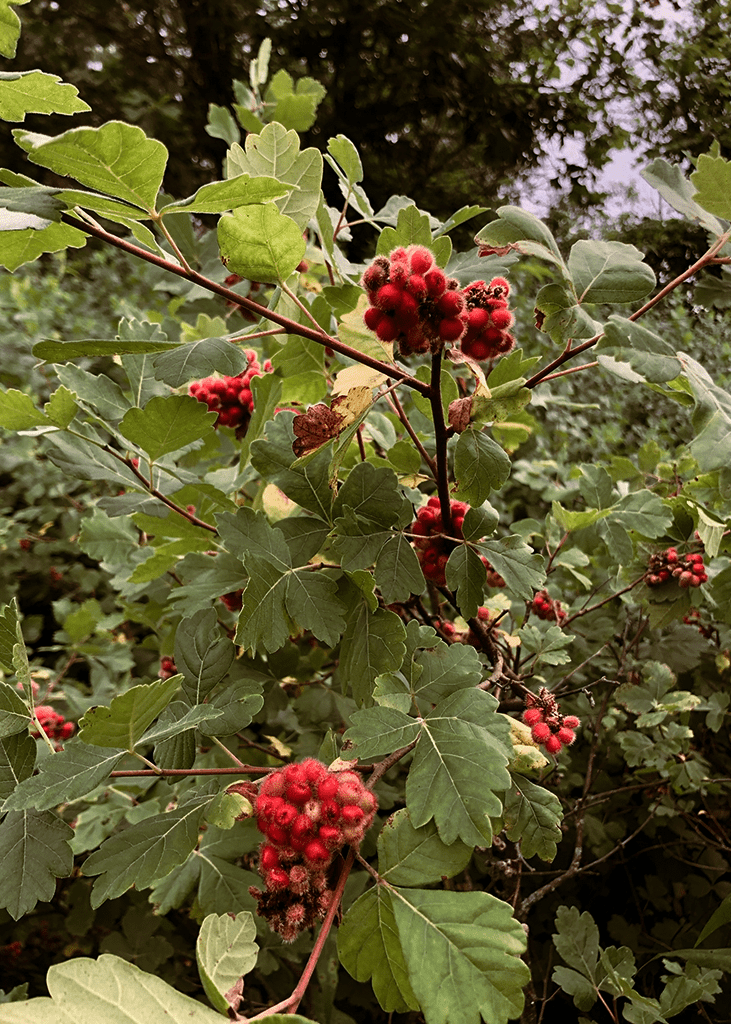 Fragrant Sumac - Native Gardeners