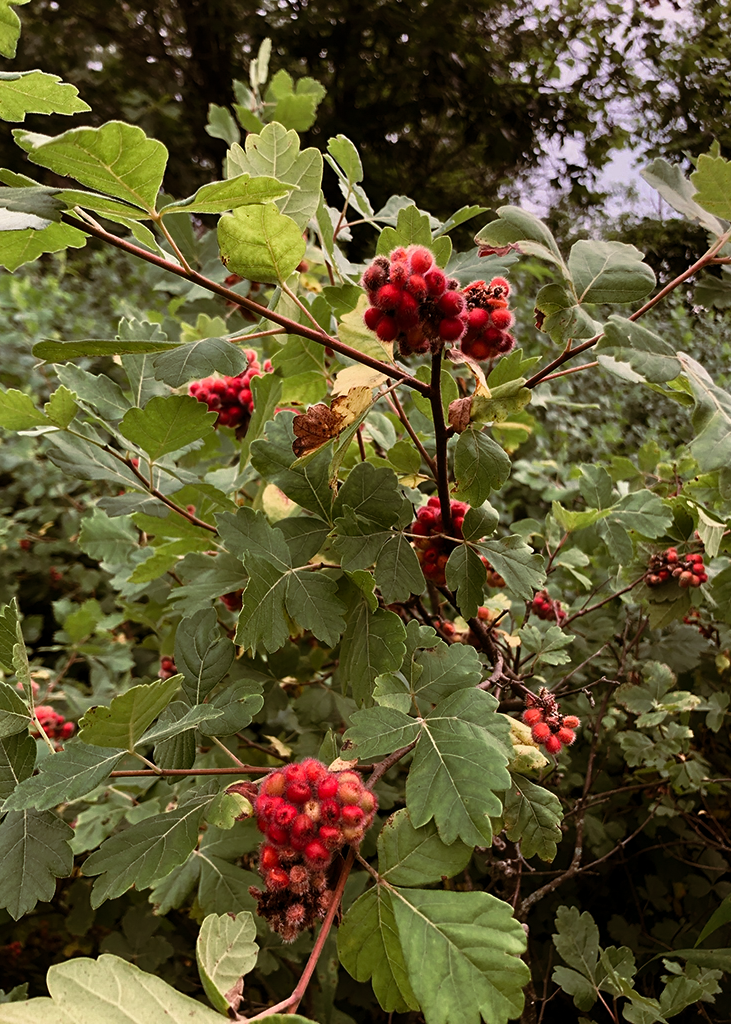 Fragrant Sumac