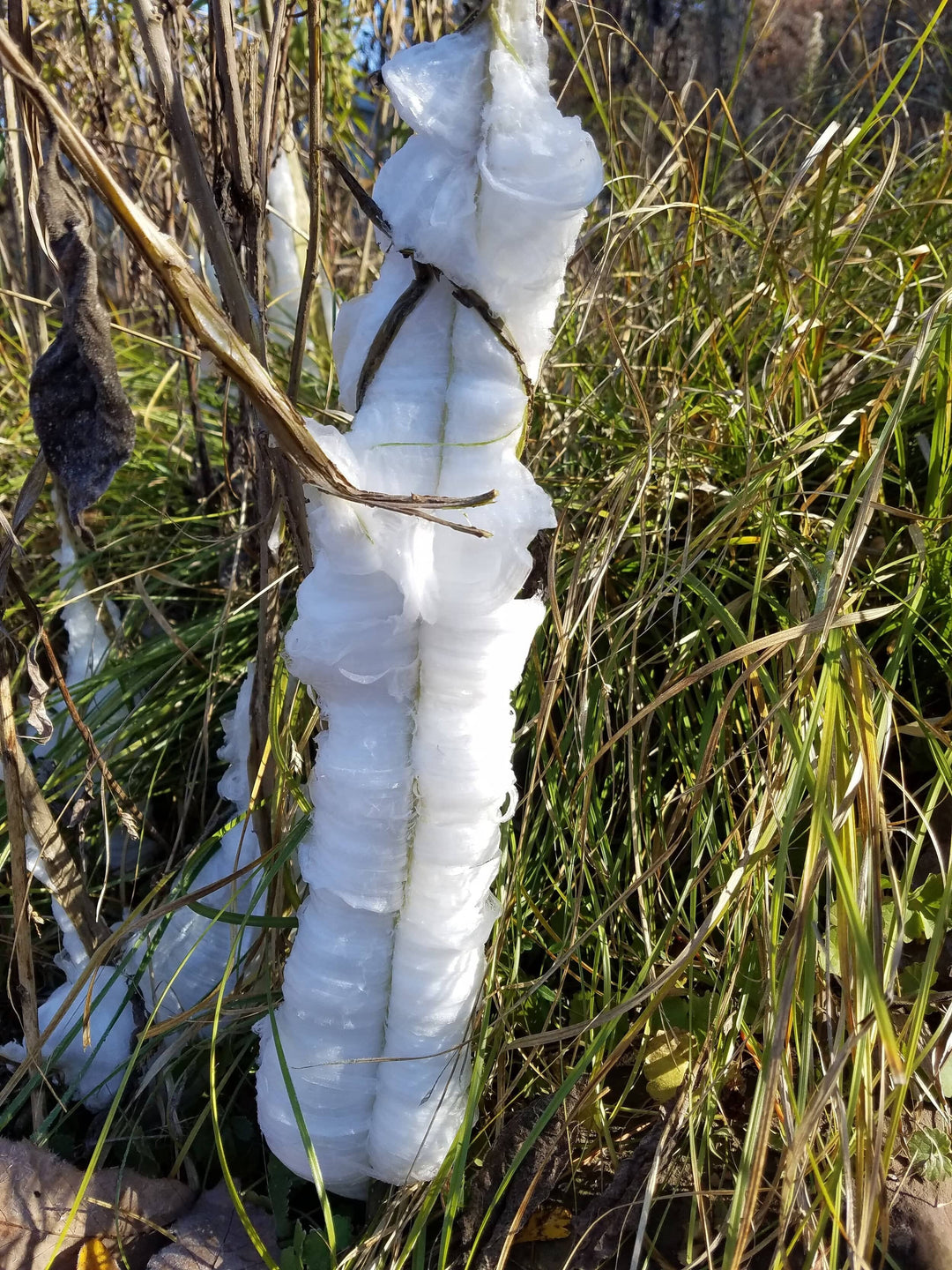 Frostweed - Native Gardeners