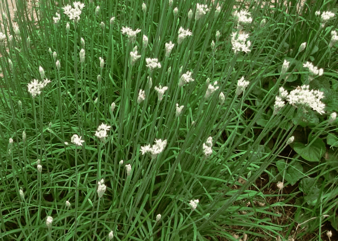 Garlic Chives - Native Gardeners