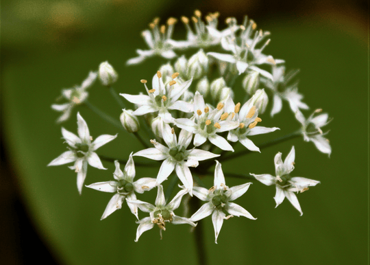 Garlic Chives - Native Gardeners