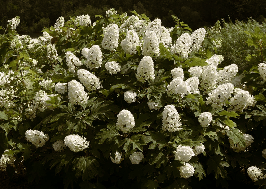 Gatsby Gal Oakleaf Hydrangea - Native Gardeners