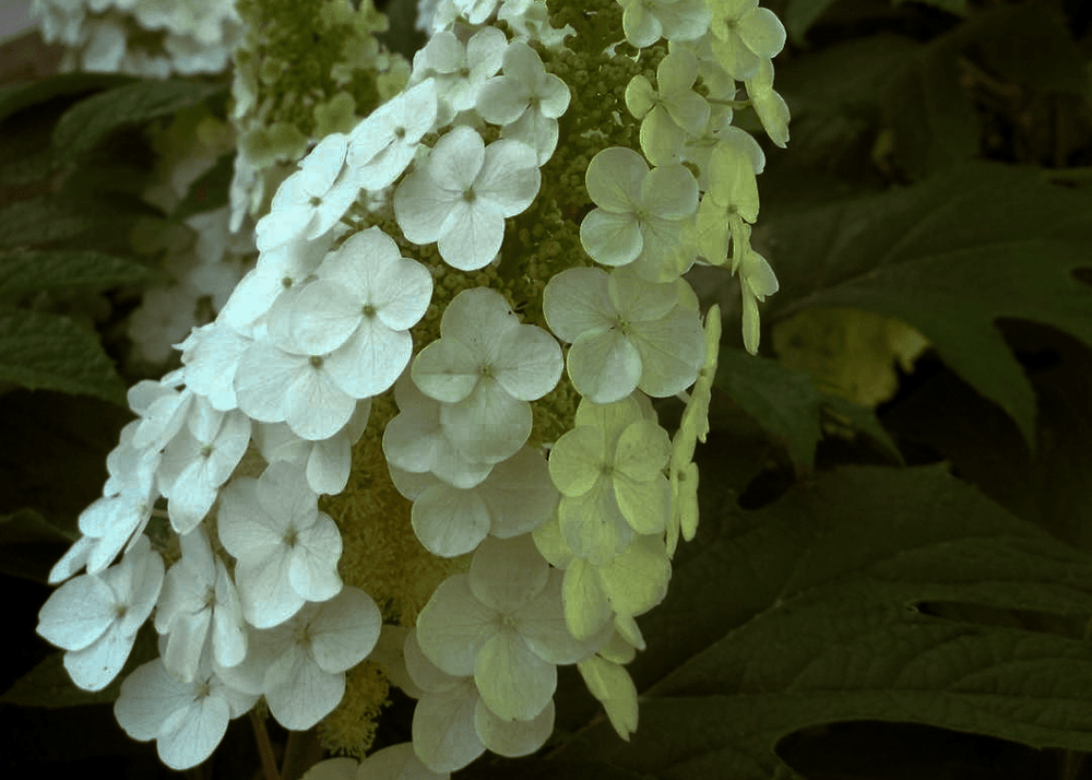 Gatsby Gal Oakleaf Hydrangea - Native Gardeners