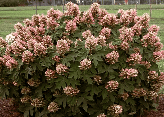 Gatsby Gal Oakleaf Hydrangea - Native Gardeners