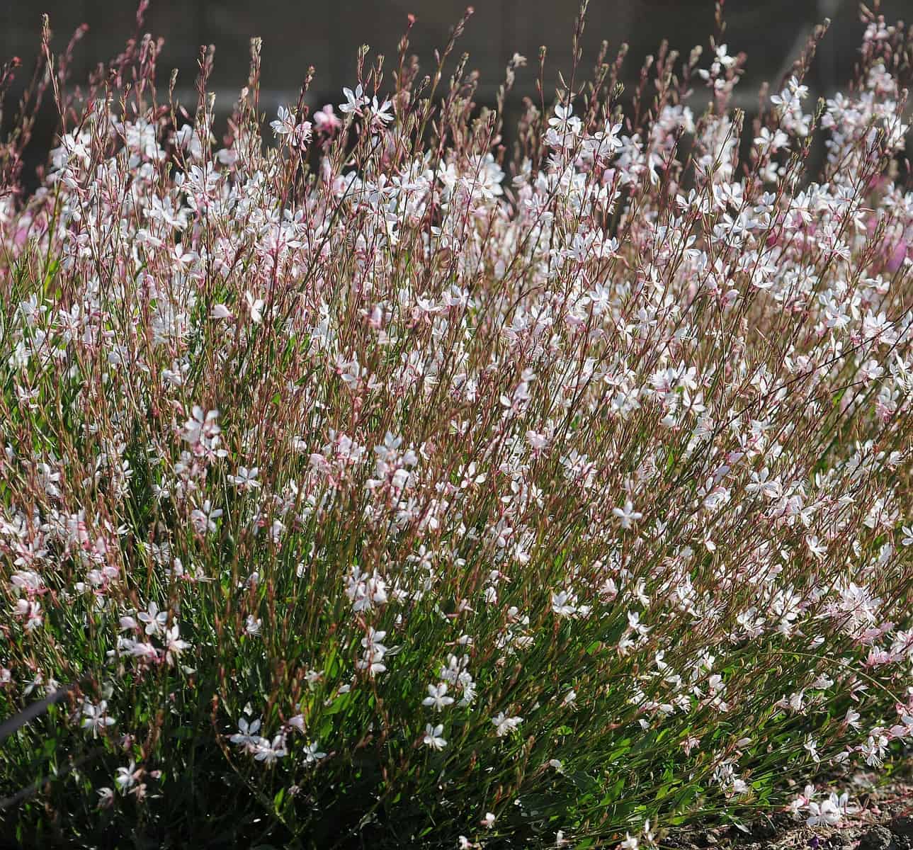 Gaura 'Sparkle White' - Native Gardeners