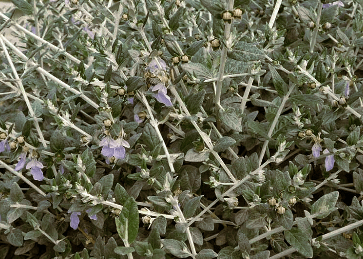 Silver Bush Germander - Native Gardeners