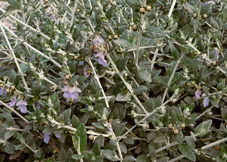 Silver Bush Germander