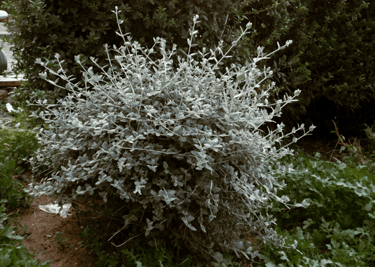 Silver Bush Germander - Native Gardeners