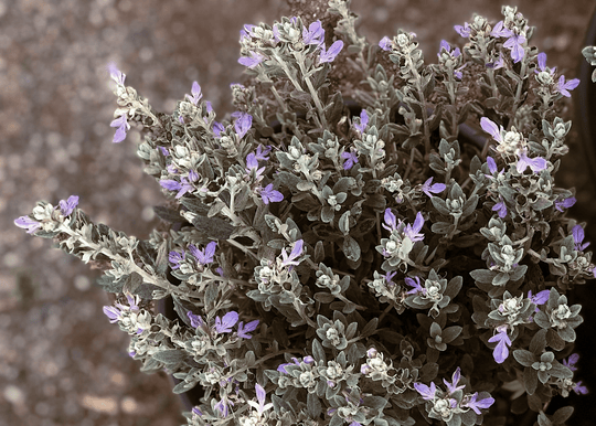 Silver Bush Germander - Native Gardeners