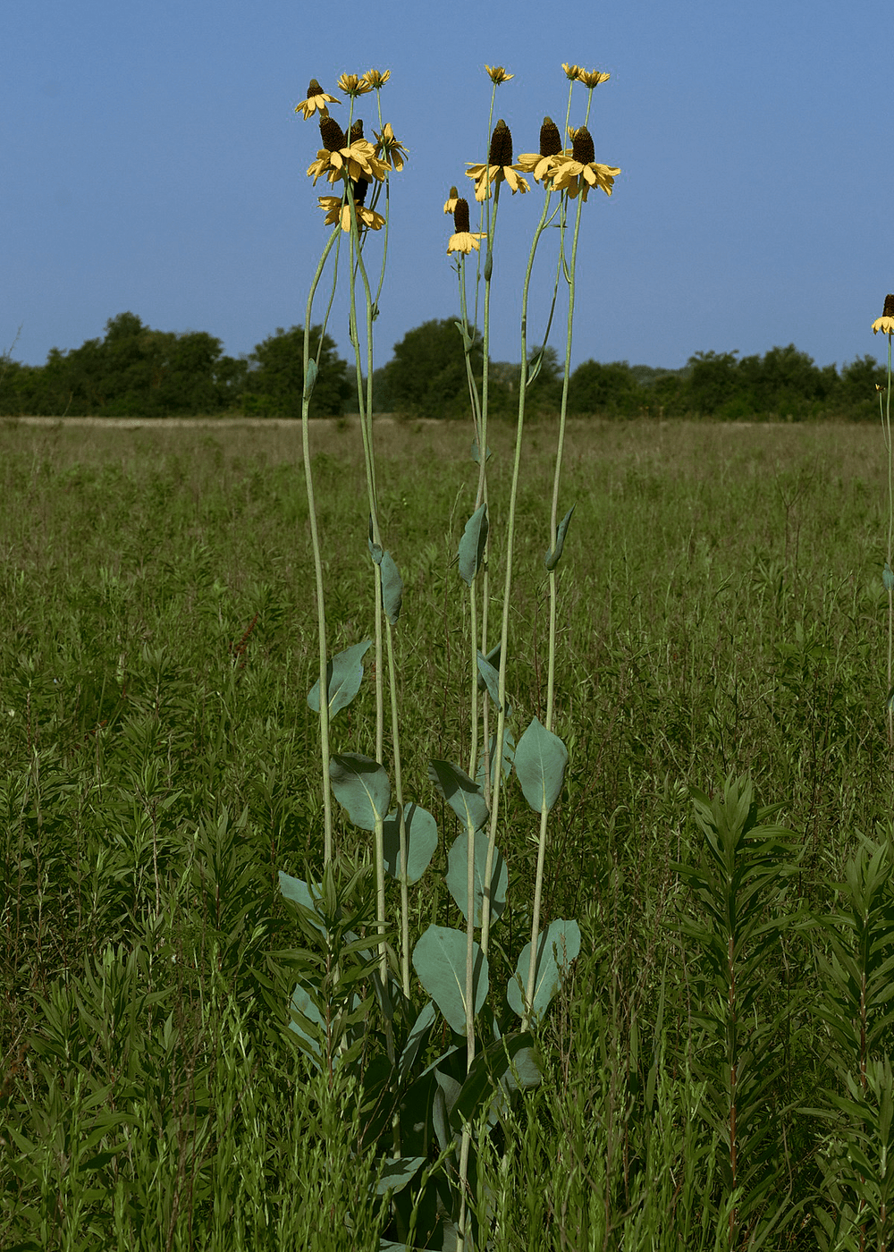 Giant Coneflower - Native Gardeners