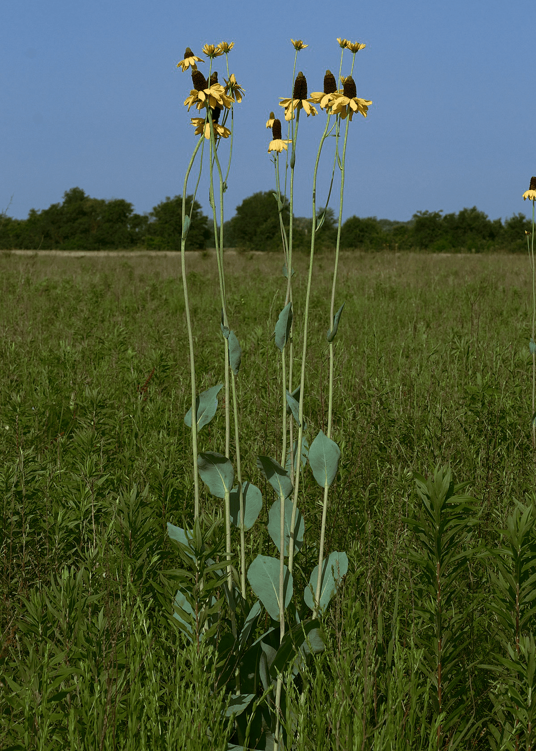 Giant Coneflower - Native Gardeners