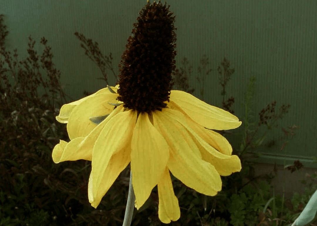 Giant Coneflower - Native Gardeners