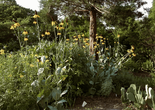 Giant Coneflower - Native Gardeners