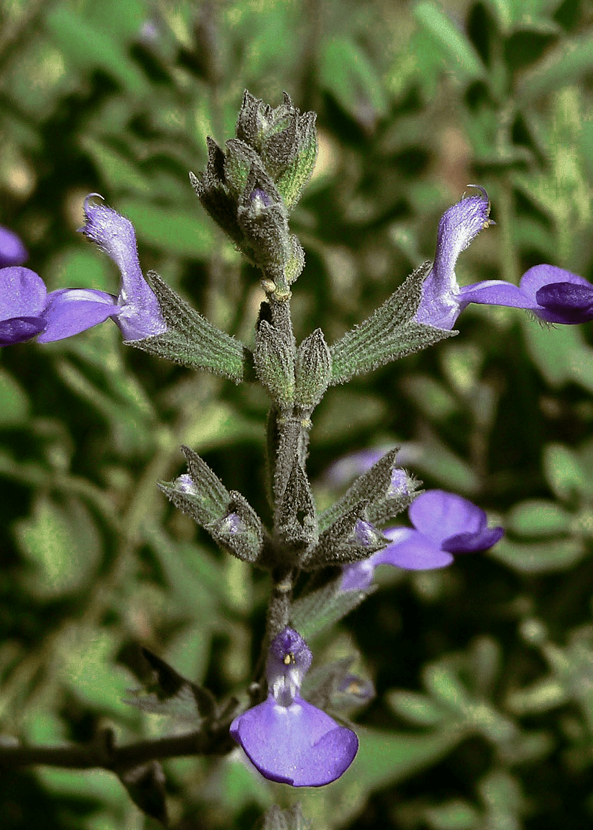 Gray Shrub Sage - Native Gardeners