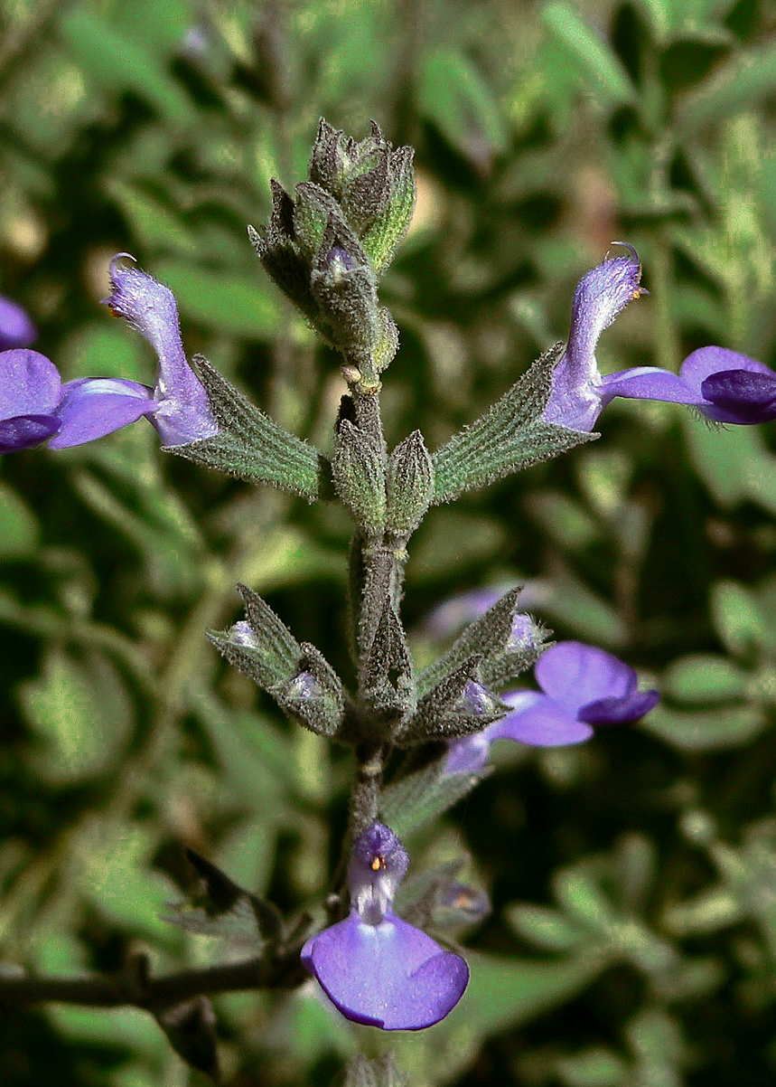 Salvia 'Gray Shrub'