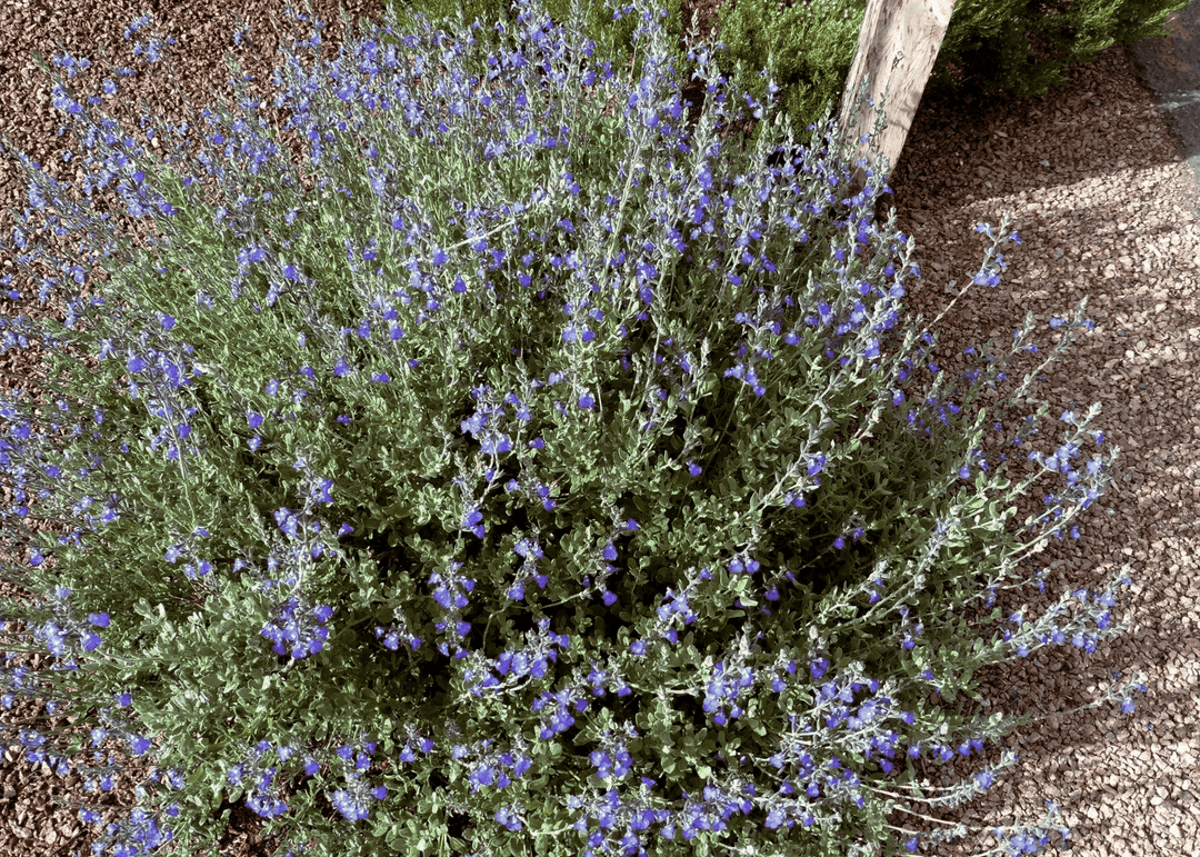 Gray Shrub Sage - Native Gardeners