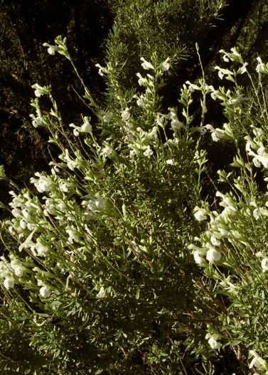 Autumn Sage 'White' - Native Gardeners