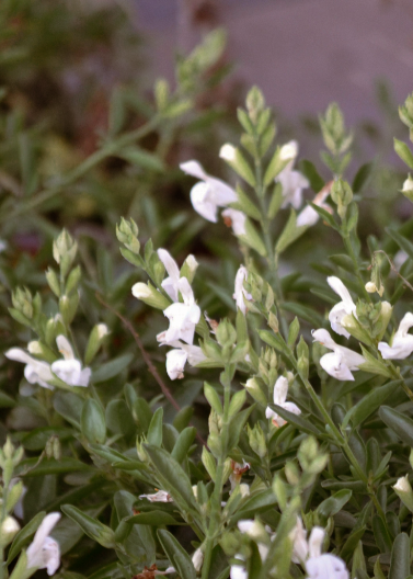 Salvia greggii 'White'