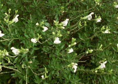 Autumn Sage 'White' - Native Gardeners