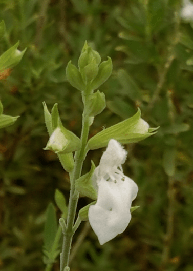 Autumn Sage 'White' - Native Gardeners