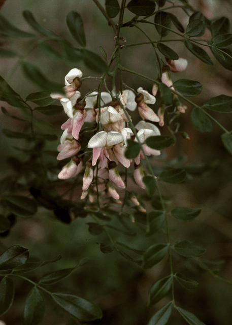 Eve's Necklace - Native Gardeners