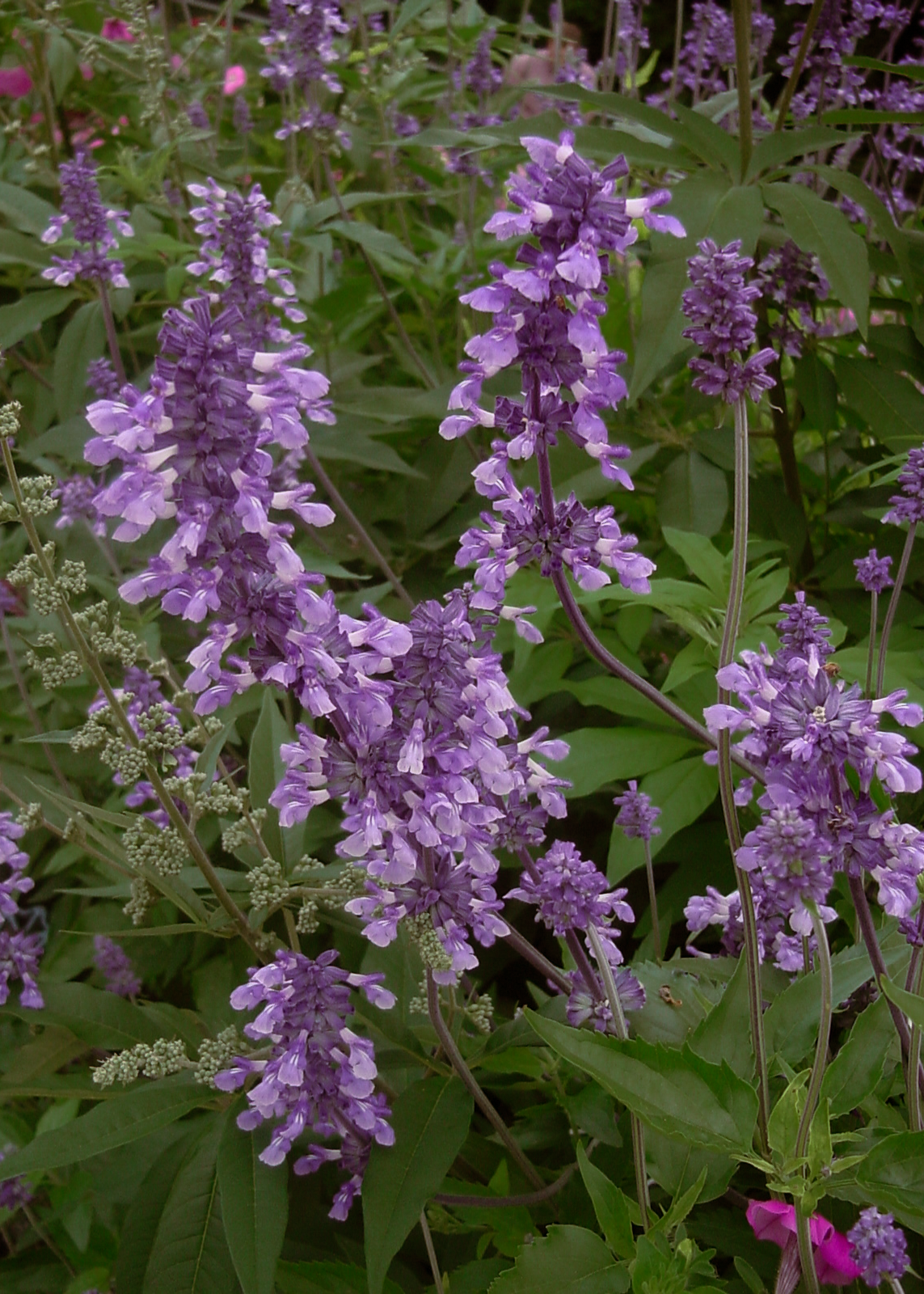 Salvia Mealy Blue 'Henry Duelberg'