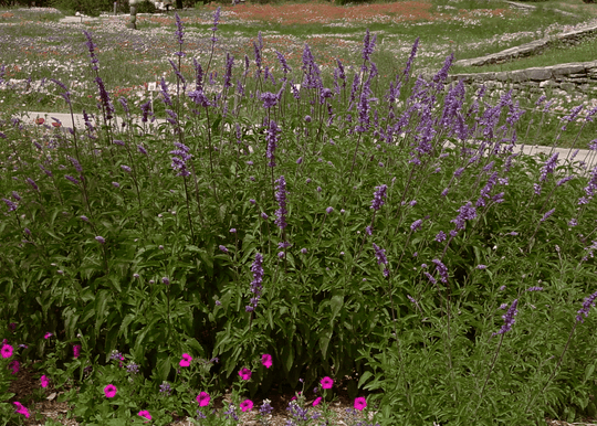 Mealy Sage 'Henry Duelberg' - Native Gardeners