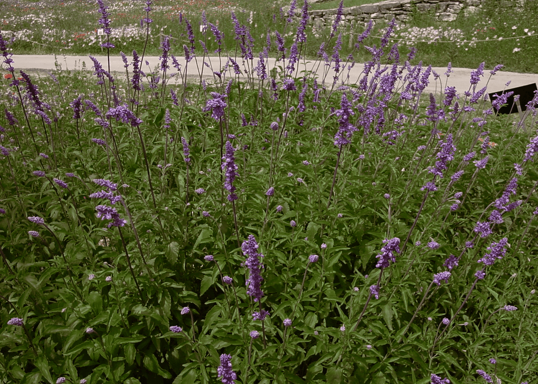 Mealy Sage 'Henry Duelberg' - Native Gardeners