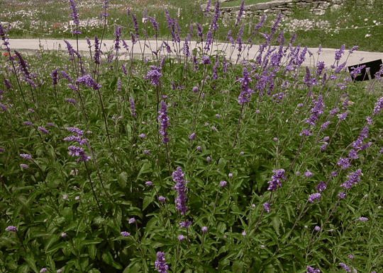 Mealy Sage 'Henry Duelberg' - Native Gardeners