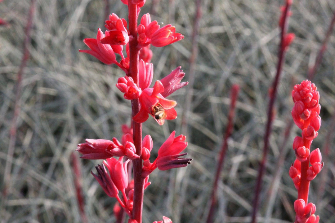 Hesperaloe 'Brakelights' - Native Gardeners