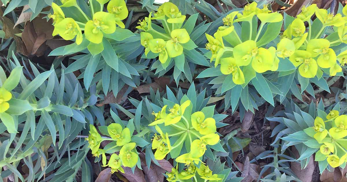 Silver Spurge