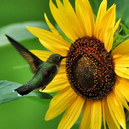 Hummers and Singer Mix