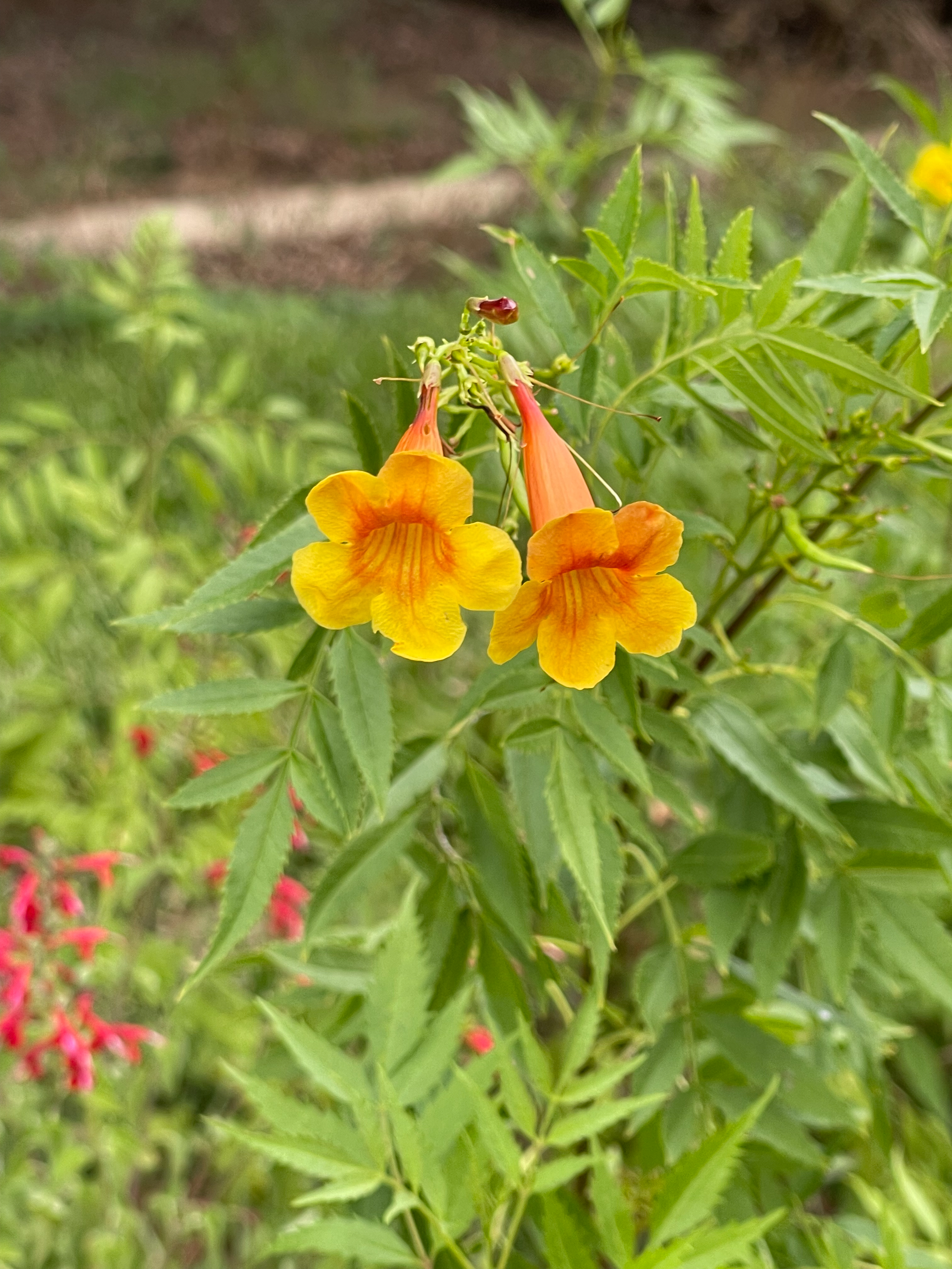 Esperanza 'Gold Star'