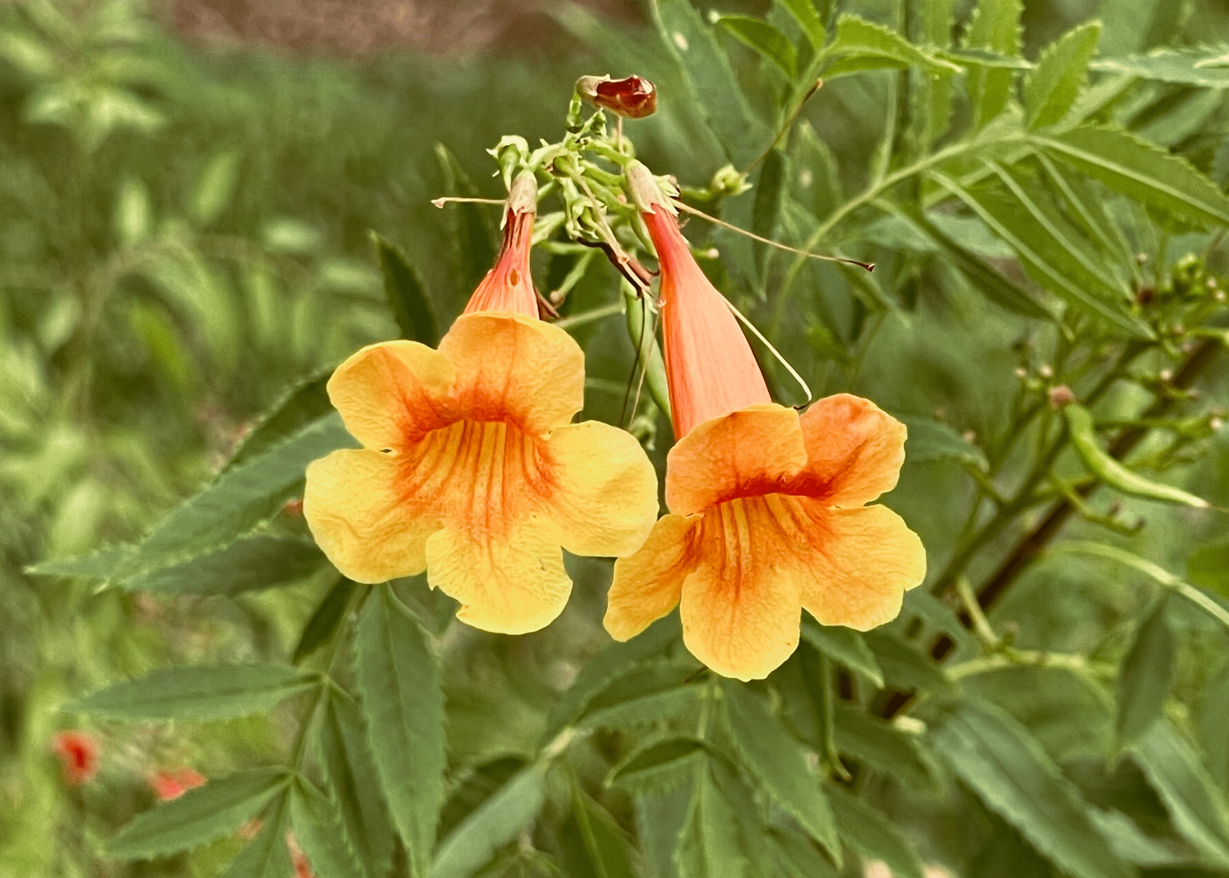 Esperanza 'Gold Star' - Native Gardeners