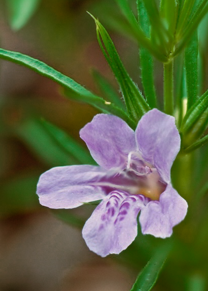 Snake Herb