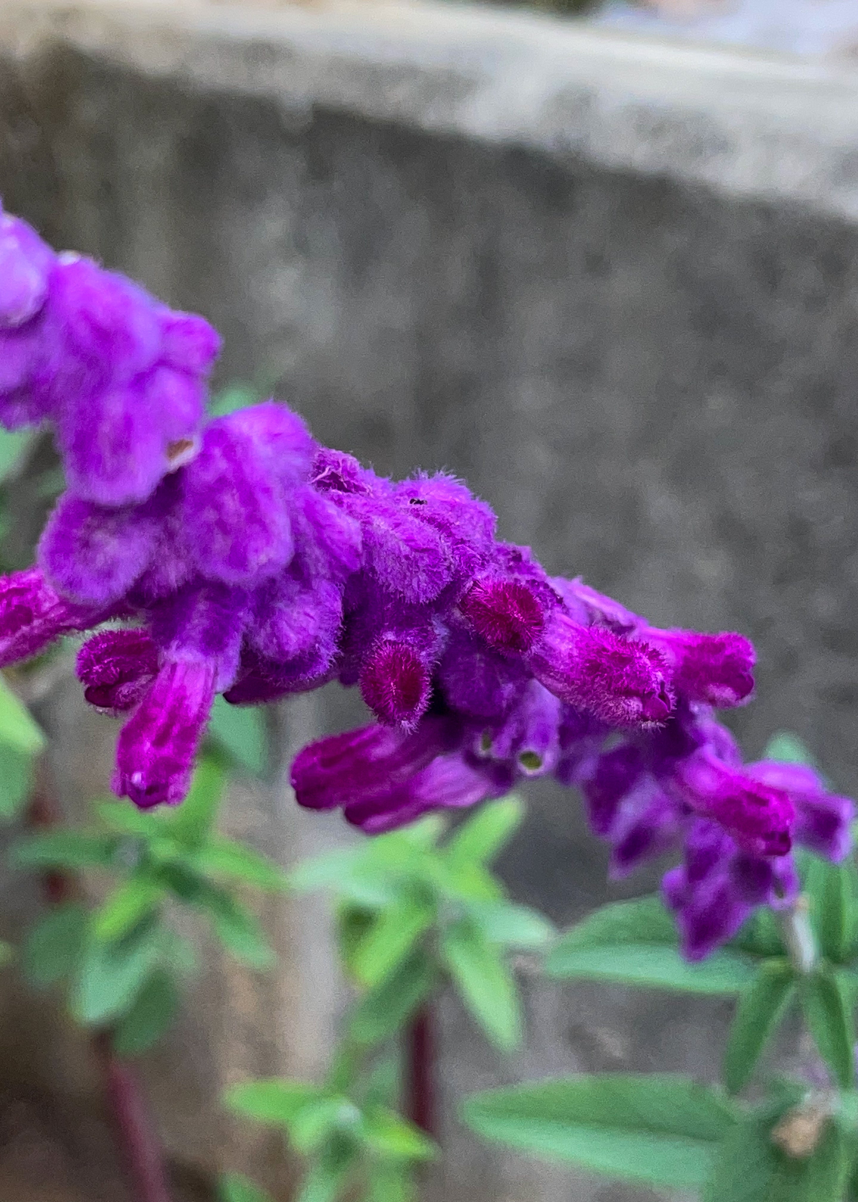 Salvia 'Mexican Bush'